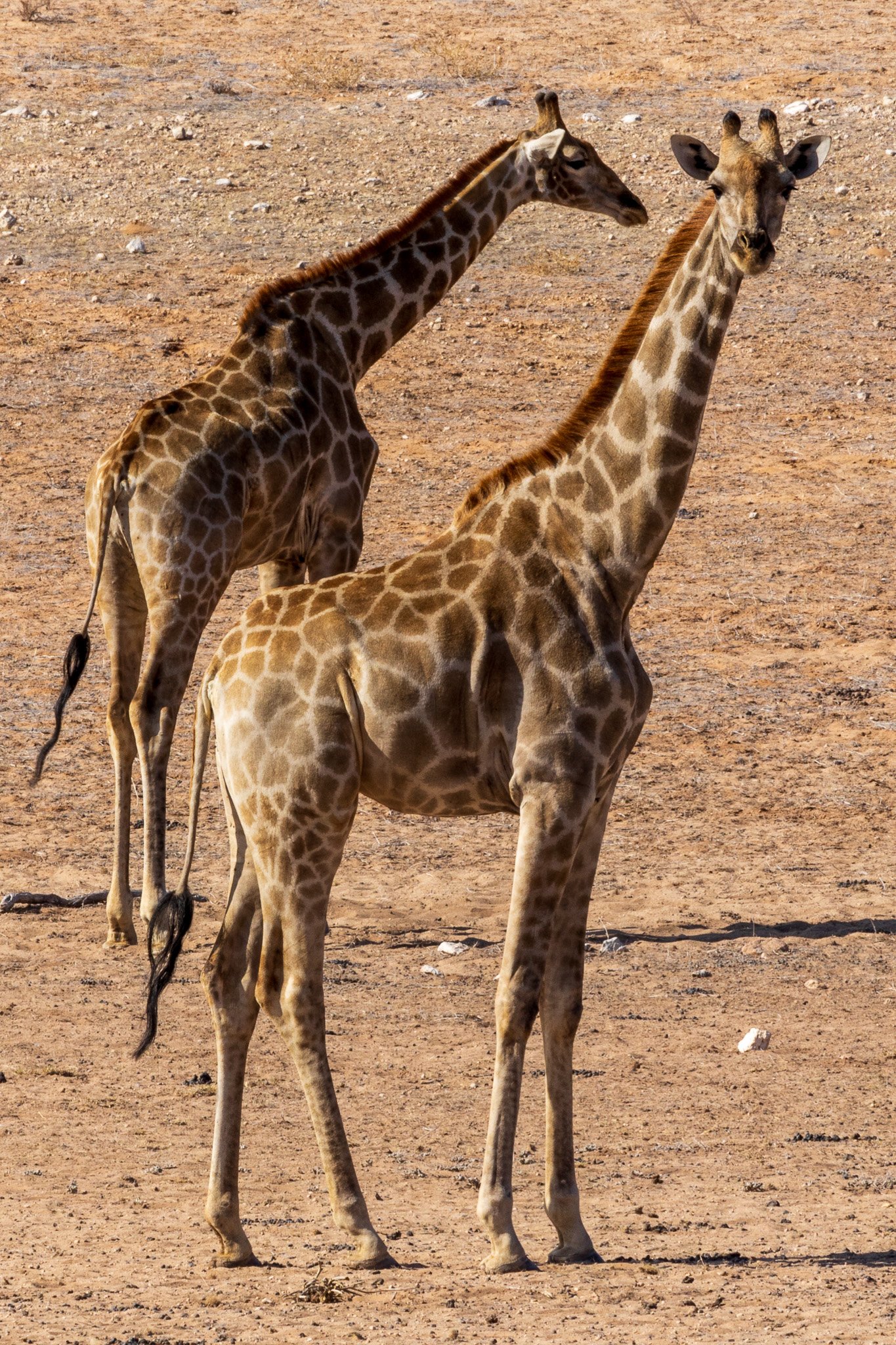 _namibia23ago27190.jpg