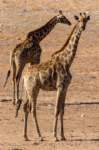 _namibia23ago27190_small.jpg