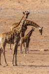 _namibia23ago27191_small.jpg