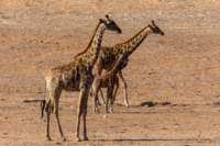 _namibia23ago27192_small.jpg