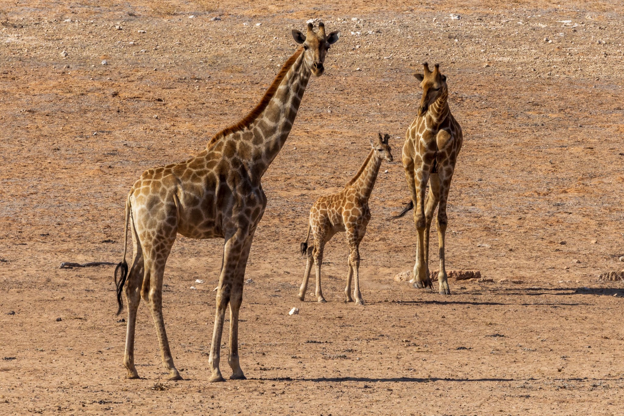 _namibia23ago27193.jpg