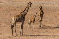 _namibia23ago27193_small.jpg