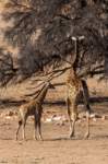 _namibia23ago27194_small.jpg