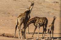 _namibia23ago27195_small.jpg