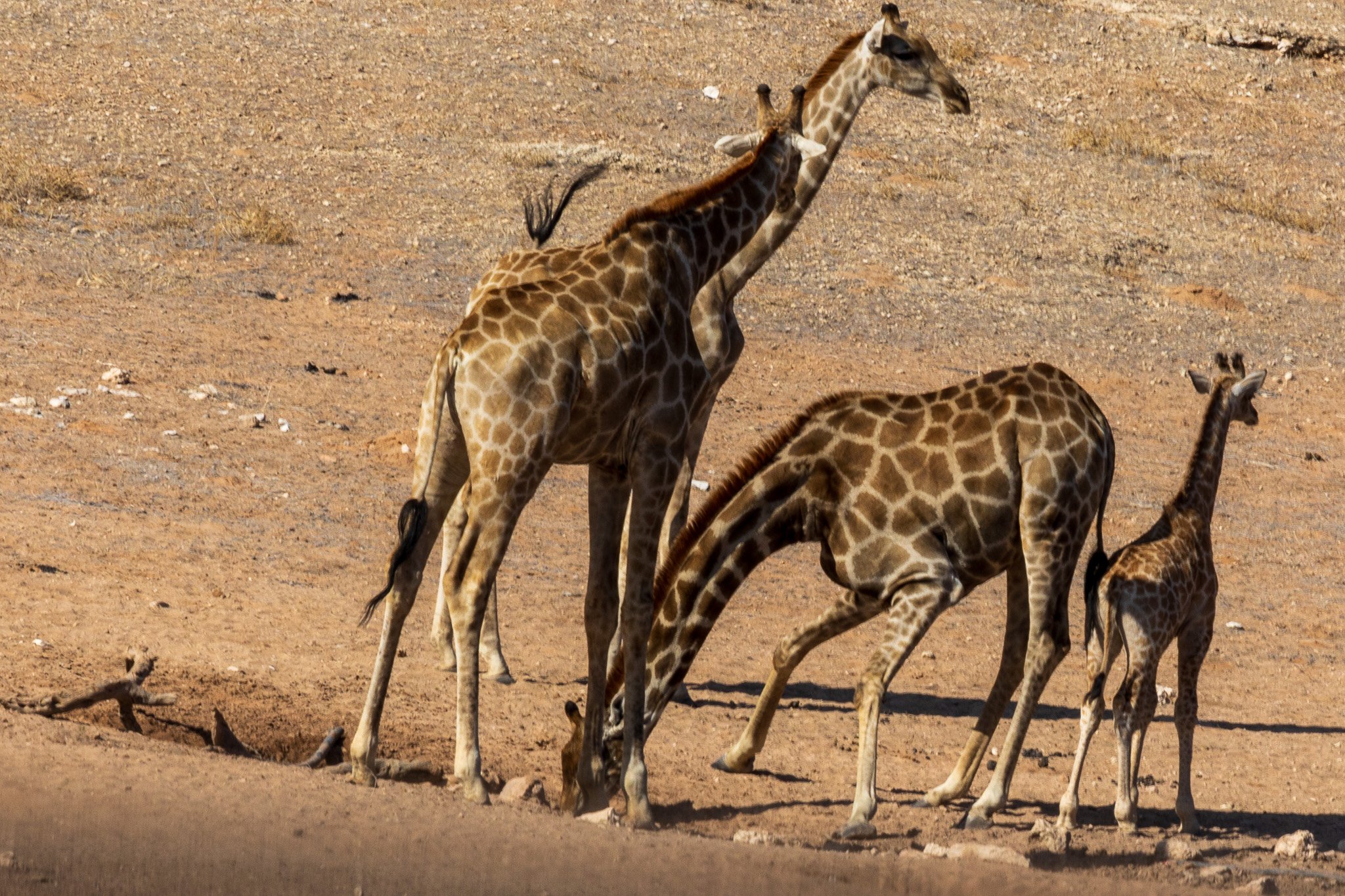_namibia23ago27196.jpg