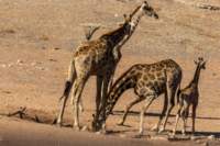 _namibia23ago27196_small.jpg