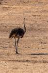 _namibia23ago27197_small.jpg
