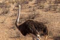 _namibia23ago27198_small.jpg