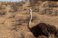 _namibia23ago27199_small.jpg