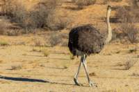 _namibia23ago2719_small.jpg