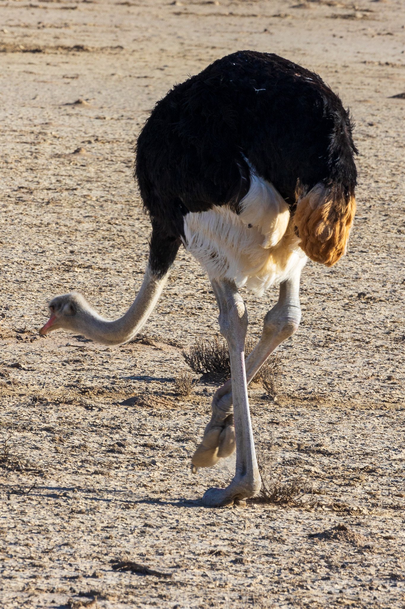 _namibia23ago2720.jpg