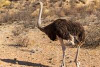 _namibia23ago27200_small.jpg