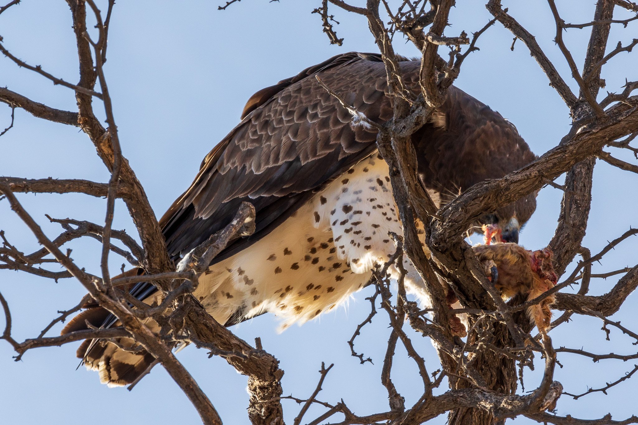 _namibia23ago27204.jpg