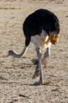 _namibia23ago2720_small.jpg