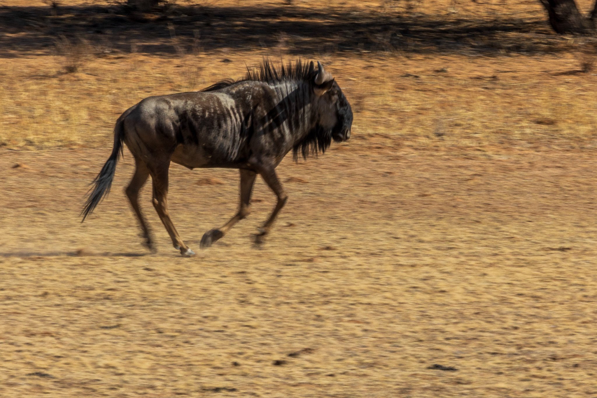 _namibia23ago27210.jpg