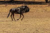 _namibia23ago27210_small.jpg