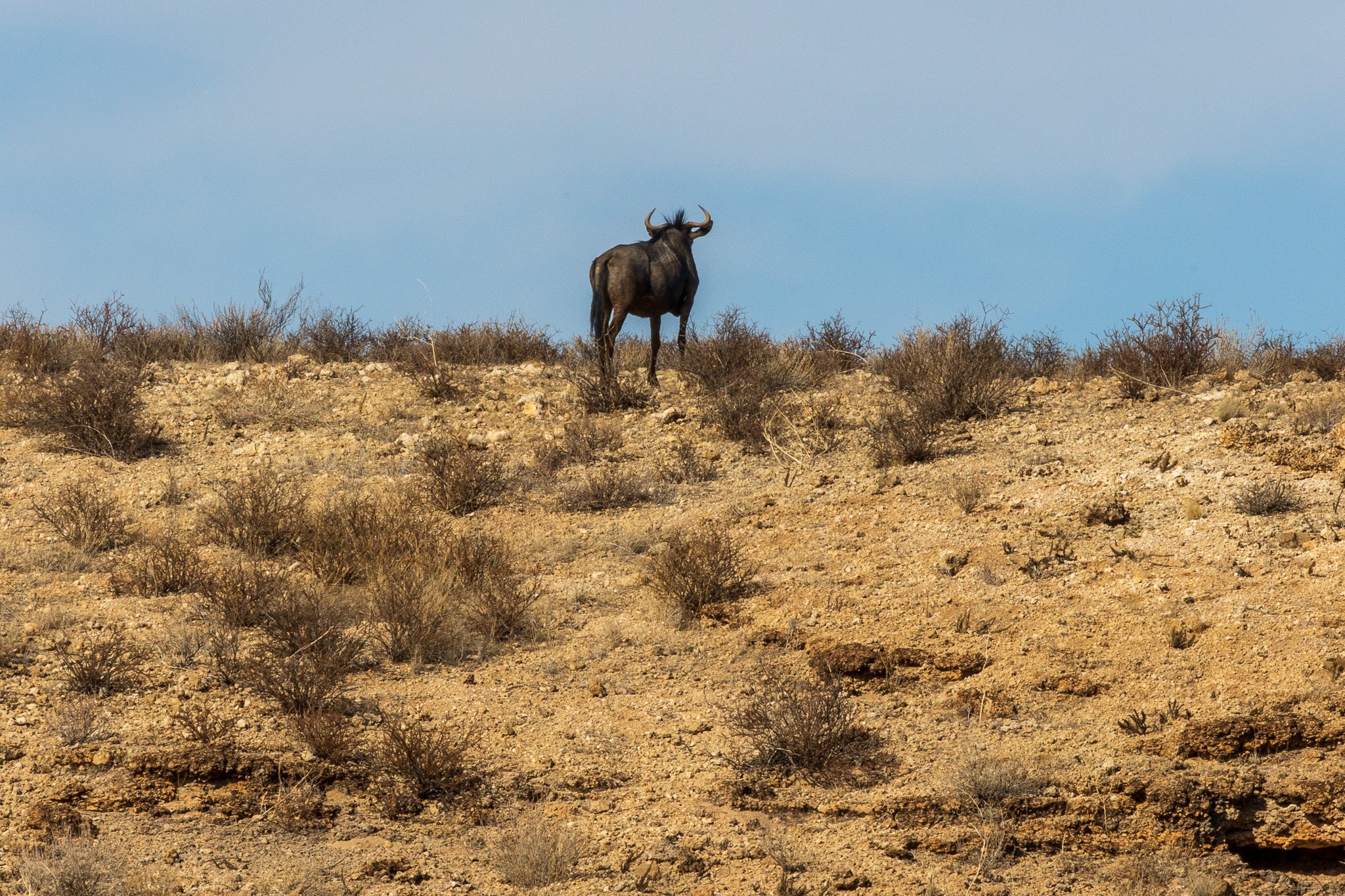 _namibia23ago27215.jpg
