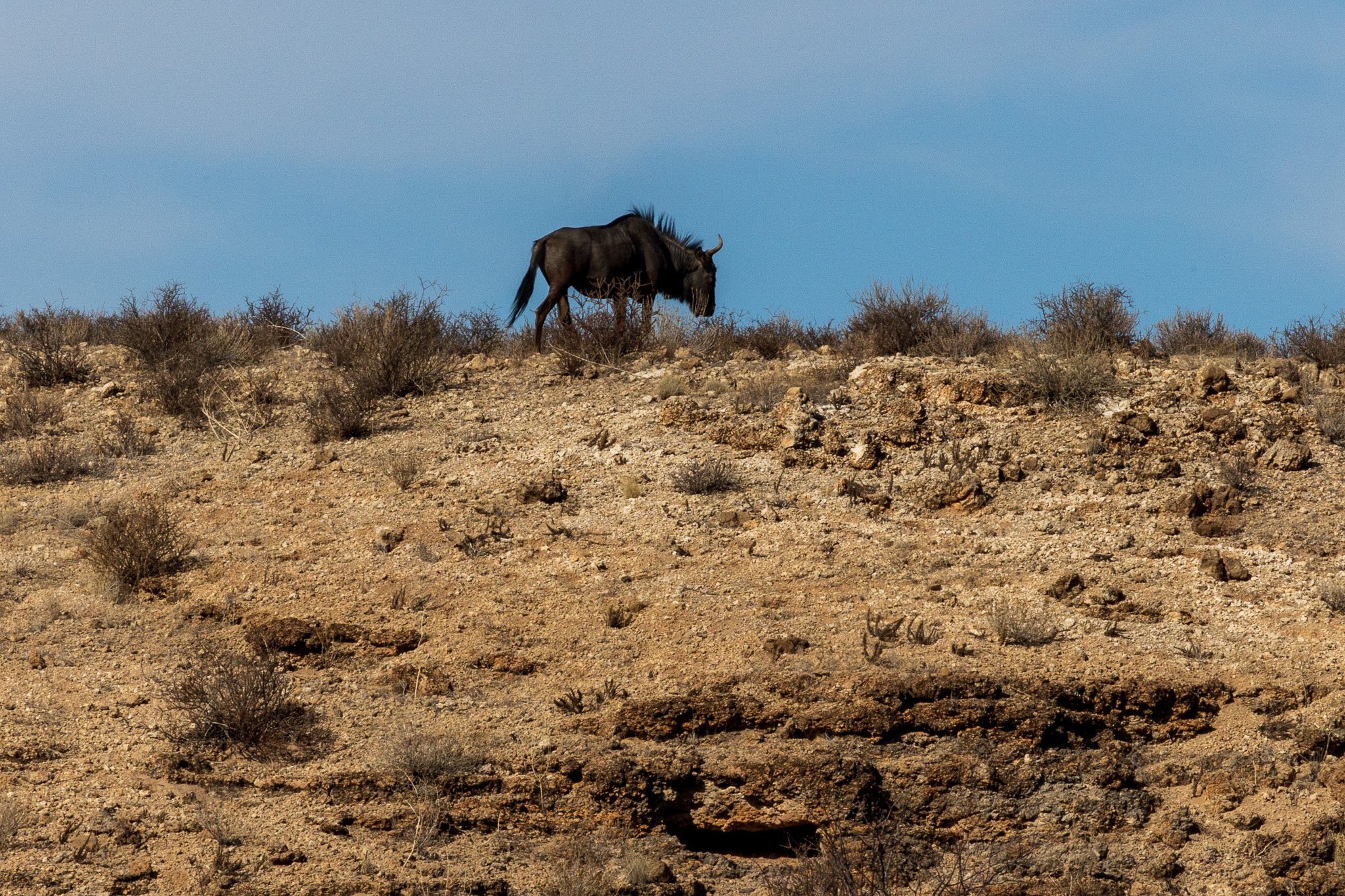 _namibia23ago27216.jpg