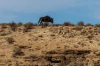 _namibia23ago27216_small.jpg