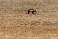_namibia23ago27224_small.jpg