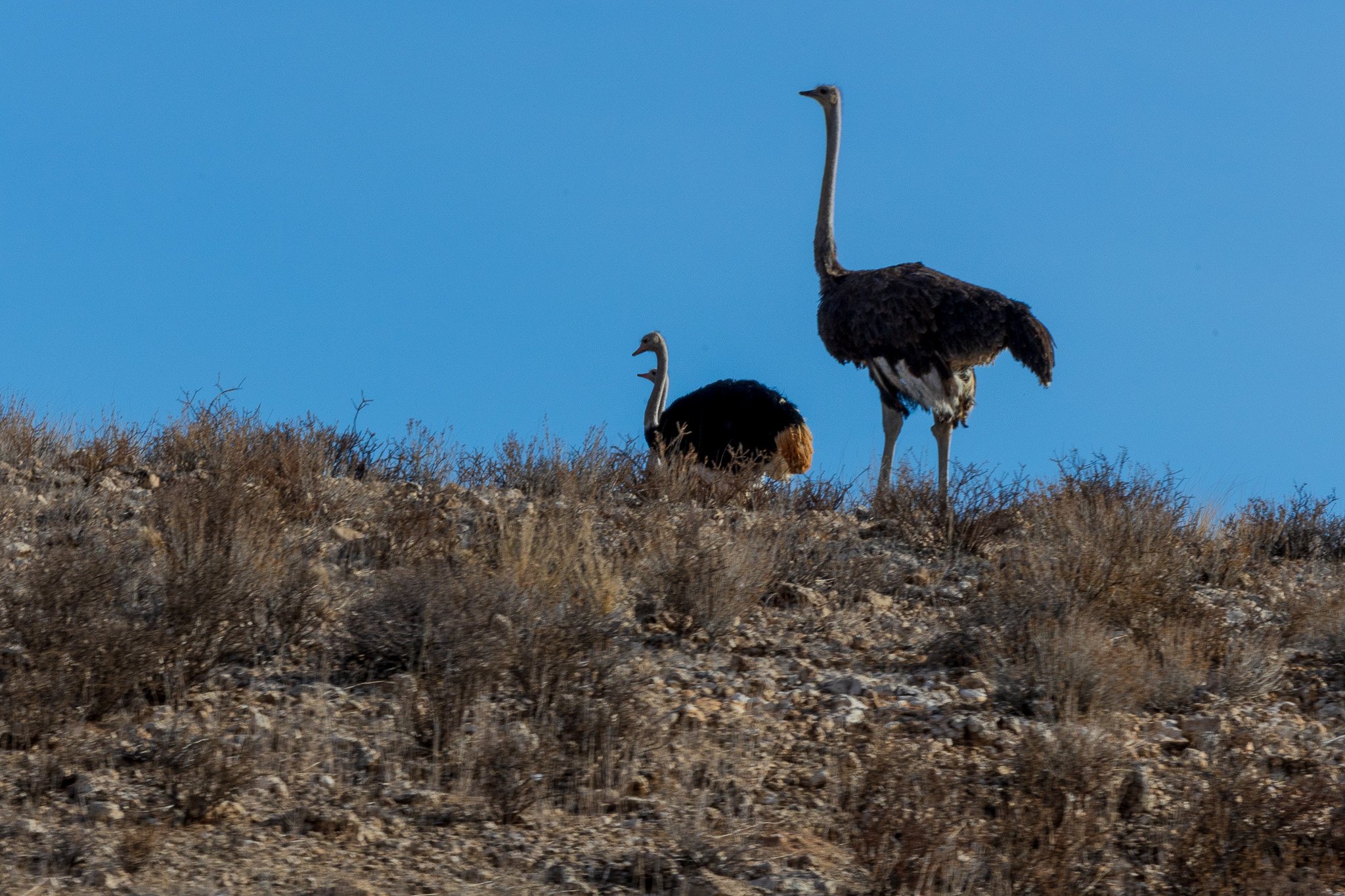 _namibia23ago27225.jpg