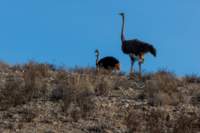 _namibia23ago27225_small.jpg