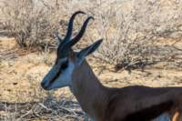 _namibia23ago2722_small.jpg