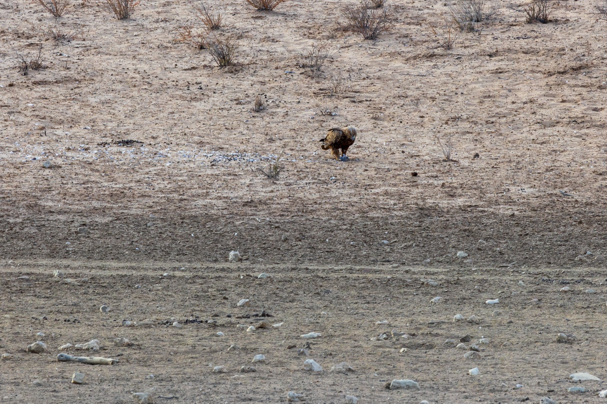 _namibia23ago27230.jpg