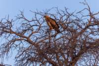 _namibia23ago27231_small.jpg