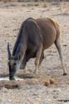 _namibia23ago27236_small.jpg