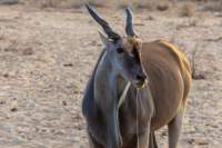_namibia23ago27238_small.jpg