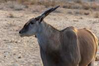 _namibia23ago27239_small.jpg