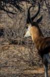 _namibia23ago2723_small.jpg