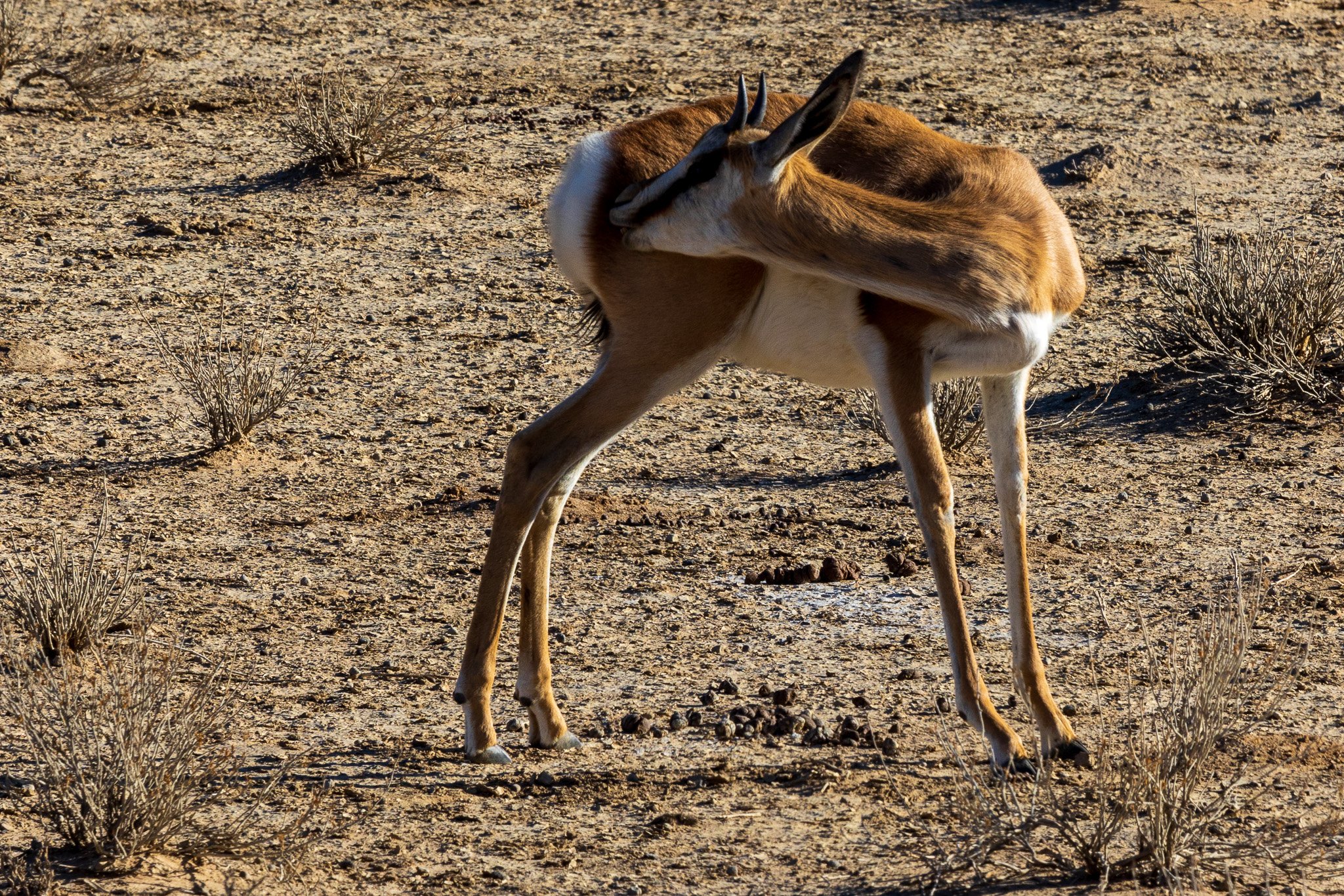 _namibia23ago2725.jpg