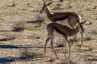 _namibia23ago2726_small.jpg