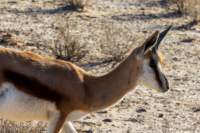 _namibia23ago2727_small.jpg
