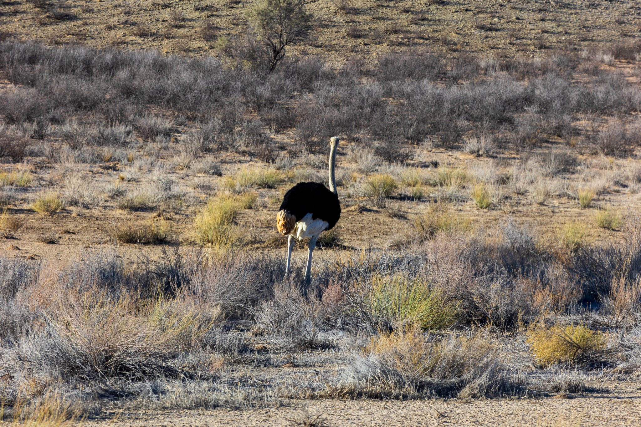 _namibia23ago273.jpg