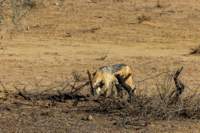 _namibia23ago2736_small.jpg