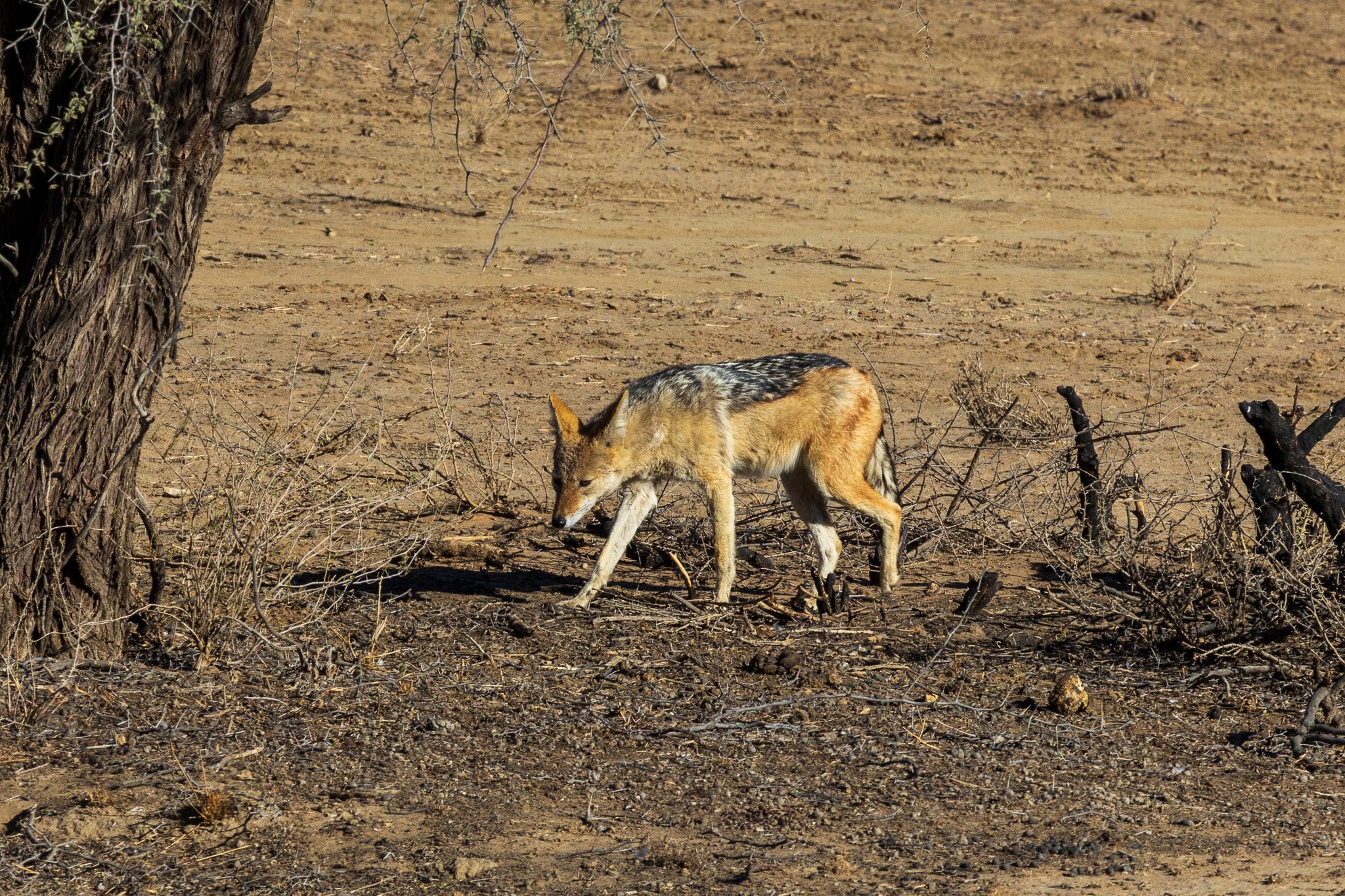 _namibia23ago2737.jpg