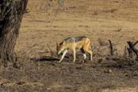 _namibia23ago2737_small.jpg