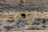 _namibia23ago273_small.jpg