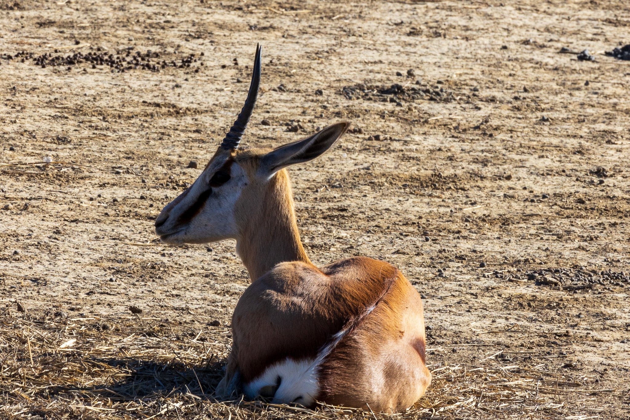 _namibia23ago2745.jpg