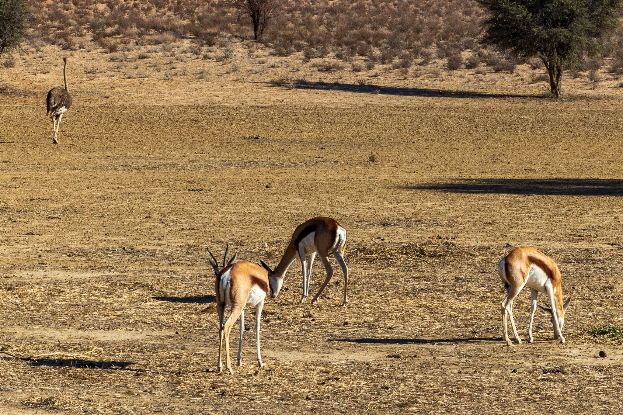 _namibia23ago2746.jpg