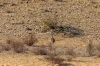 _namibia23ago2748_small.jpg