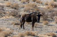 _namibia23ago2749_small.jpg
