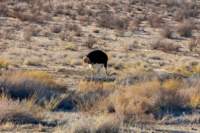 _namibia23ago274_small.jpg