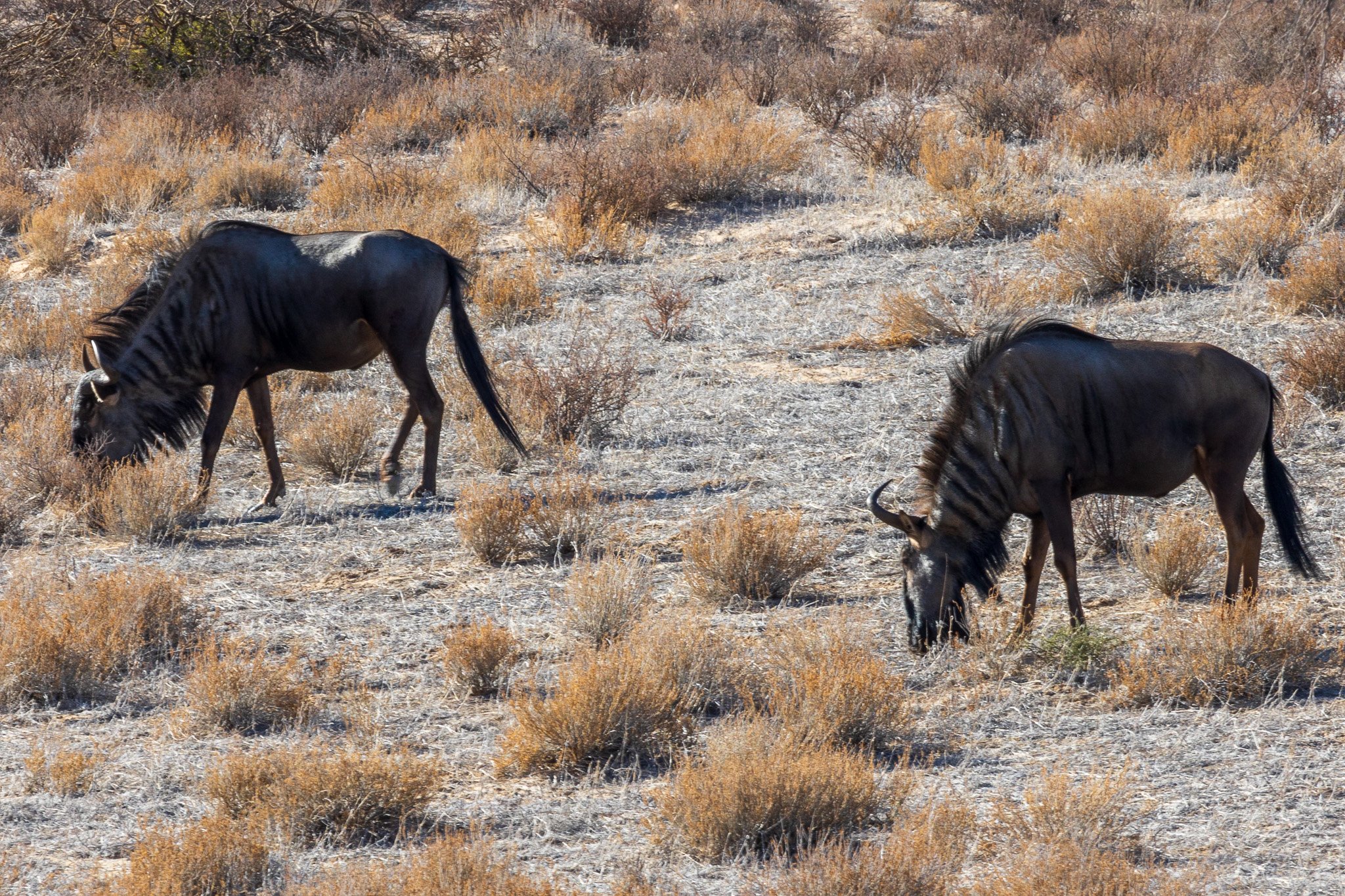 _namibia23ago2750.jpg