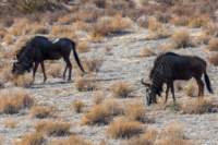 _namibia23ago2750_small.jpg