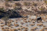 _namibia23ago2752_small.jpg