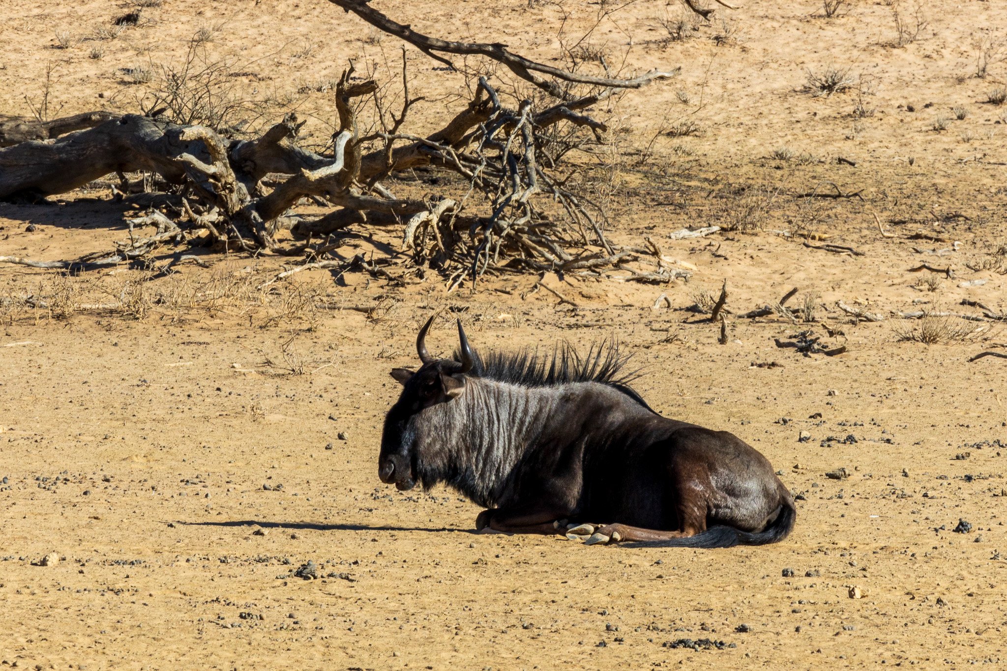 _namibia23ago2753.jpg